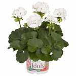 Зональная, кустовая пеларгония (герань) Green Idols White